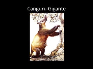 Canguru Gigante
 