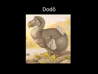 Dodô
 