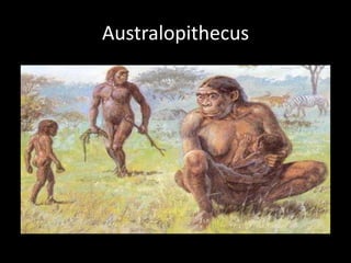 Australopithecus
 