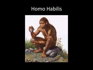 Homo Habilis
 