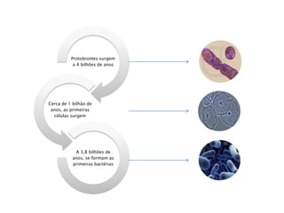 Protobiontes surgem
a 4 bilhões de anos
Cerca de 1 bilhão de
anos, as primeiras
células surgem
A 3,8 bilhões de
anos, se formam as
primeiras bactérias
 