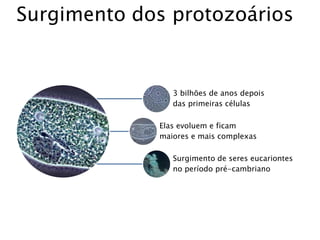 Surgimento dos protozoários
3 bilhões de anos depois
das primeiras células
Elas evoluem e ficam
maiores e mais complexas
Surgimento de seres eucariontes
no período pré-cambriano
 