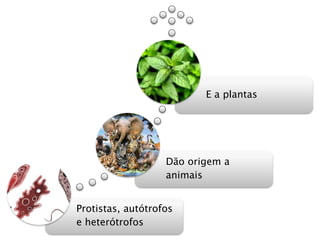 Protistas, autótrofos
e heterótrofos
Dão origem a
animais
E a plantas
 