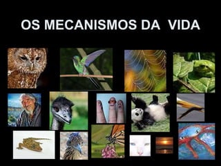 OS MECANISMOS DA  VIDA 