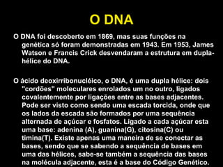 O DNA O DNA foi descoberto em 1869, mas suas funções na genética só foram demonstradas em 1943. Em 1953, James Watson e Francis Crick desvendaram a estrutura em dupla-hélice do DNA.  O ácido deoxirribonucléico, o DNA, é uma dupla hélice: dois "cordões" moleculares enrolados um no outro, ligados covalentemente por ligações entre as bases adjacentes. Pode ser visto como sendo uma escada torcida, onde que os lados da escada são formados por uma sequência alternada de açúcar e fosfatos. Ligado a cada açúcar esta uma base: adenina (A), guanina(G), citosina(C) ou timina(T). Existe apenas uma maneira de se conectar as bases, sendo que se sabendo a sequência de bases em uma das hélices, sabe-se também a sequência das bases na molécula adjacente, esta é a base do Código Genético.   