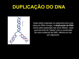 DUPLICAÇÃO DO DNA  Cada célula originada no organismo leva uma cópia do DNA consigo. A  duplicação do DNA  ocorre pela separação das duas hélices, cada qual servindo de "planta" para a construção de outra molécula de DNA, idêntica ao seu par adjacente. 