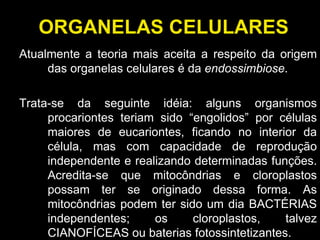 ORGANELAS CELULARES Atualmente a teoria mais aceita a respeito da origem das organelas celulares é da  endossimbiose .  Trata-se da seguinte idéia: alguns organismos procariontes teriam sido “engolidos” por células maiores de eucariontes, ficando no interior da célula, mas com capacidade de reprodução independente e realizando determinadas funções. Acredita-se que mitocôndrias e cloroplastos possam ter se originado dessa forma. As mitocôndrias podem ter sido um dia BACTÉRIAS independentes; os cloroplastos, talvez CIANOFÍCEAS ou baterias fotossintetizantes. 