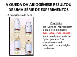 A QUEDA DA ABIOGÊNESE RESULTOU
 DE UMA SÉRIE DE EXPERIMENTOS
• A experiência de Redi

                                  Conclusão
                          Os “vermes” representam
                          o ciclo vital da mosca:
                          OVO – LARVA – PUPA - ADULTO
                          A carne não é dotada de
                          “princípio ativo”, é
                          somente um meio
                          adequado para nutrição
                          das larvas.
 
