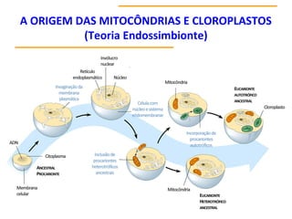 A ORIGEM DAS MITOCÔNDRIAS E CLOROPLASTOS
(Teoria Endossimbionte)
 