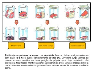 Redi colocou pedaços de carne crua dentro de frascos, deixando alguns cobertos
com gaze (B e C) e outros completamente abertos (A). Deveriam surgir vermes ou
mesmo moscas nascidos da decomposição da própria carne. Isso, entretanto, não
aconteceu. Nos frascos mantidos abertos verificaram-se ovos, larvas e moscas sobre a
carne, mas nos frascos cobertos gaze nenhuma dessas formas foi encontrada sobre a
carne.
Moscas e larvas Sem moscas e larvas Sem moscas e larvas
 