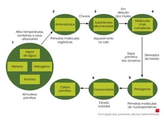 Origem por Evolução Química
 