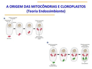 A ORIGEM DAS MITOCÔNDRIAS E CLOROPLASTOS
(Teoria Endossimbionte)
 