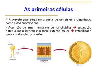 As primeiras células
• Provavelmente surgiram a partir de um sistema organizado
como o dos coacervados.
• Aquisição de uma membrana de fosfolipídios  separação
entre o meio interno e o meio externo maior  estabilidade
para a realização de reações.
 