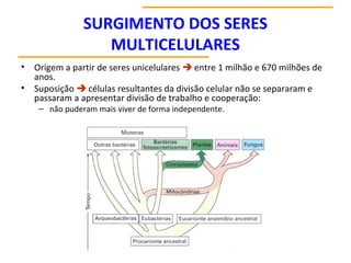 SURGIMENTO DOS SERES
MULTICELULARES
• Origem a partir de seres unicelulares  entre 1 milhão e 670 milhões de
anos.
• Suposição  células resultantes da divisão celular não se separaram e
passaram a apresentar divisão de trabalho e cooperação:
– não puderam mais viver de forma independente.
 
