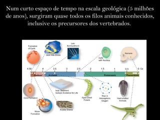 Num curto espaço de tempo na escala geológica (5 milhões
de anos), surgiram quase todos os filos animais conhecidos,
inclusive os precursores dos vertebrados.
 