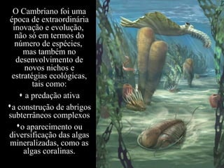 O Cambriano foi uma
época de extraordinária
inovação e evolução,
não só em termos do
número de espécies,
mas também no
desenvolvimento de
novos nichos e
estratégias ecológicas,
tais como:
 a predação ativa
a construção de abrigos
subterrâneos complexos
o aparecimento ou
diversificação das algas
mineralizadas, como as
algas coralinas.
 