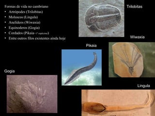 Lingula
Wiwaxia
Gogia
Formas de vida no cambriano
• Artrópodes (Trilobitas)
• Moluscos (Lingula)
• Anelídeos (Wiwaxia)
• Equinoderos (Gogia)
• Cordados (Pikaia–1º espécime)
• Entre outros filos existentes ainda hoje
Trilobitas
Pikaia
 