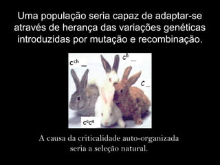 Uma população seria capaz de adaptar-se
através de herança das variações genéticas
introduzidas por mutação e recombinação.
A causa da criticalidade auto-organizada
seria a seleção natural.
 