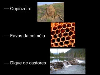  Cupinzeiro
 Favos da colméia
 Dique de castores
 