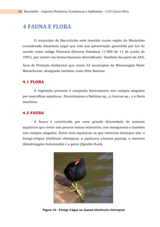 Bacurituba – Aspectos Históricos, Econômicos e Ambientais – Cid Ulysses Silva
30
4 FAUNA E FLORA
O município de Bacurituba está inserido numa região do Maranhão
considerada Amazônia Legal que tem sua preservação garantida por Lei de
acordo como código Florestal (Decreto Estadual 11.900 de 11 de junho de
1991), por conter um bioma bastante diversificado. Também faz parte da APA,
Área de Proteção Ambiental que reúne 32 municípios da Mesorregião Norte
Maranhense, designada também como Sítio Ramsar.
4.1 FLORA
A vegetação presente é composta basicamente nos campos alagados
por macrófitas aquáticas. Encontramos a Salvinia sp., a Juncus sp., e a Batis
marítima.
4.2 FAUNA
A fauna é constituída por uma grande diversidade de animais
aquáticos que vivem nas poucas matas existentes, nos manguezais e também
nos campos alagados. Entre aves aquáticas as que merecem destaque são: o
frango-d’água (Gallinula chloropus), a japieçoca (Jacana jaçanã), o marreco
(Dendrocygna Autumnalis) e a garça (Egretta thula).
Figura 10 - Frango d'água ou Jaçanã (Gallinula chloropus).
 