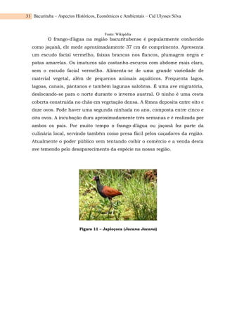 Bacurituba – Aspectos Históricos, Econômicos e Ambientais – Cid Ulysses Silva
31
Fonte: Wikipédia
O frango-d’água na região bacuritubense é popularmente conhecido
como jaçanã, ele mede aproximadamente 37 cm de comprimento. Apresenta
um escudo facial vermelho, faixas brancas nos flancos, plumagem negra e
patas amarelas. Os imaturos são castanho-escuros com abdome mais claro,
sem o escudo facial vermelho. Alimenta-se de uma grande variedade de
material vegetal, além de pequenos animais aquáticos. Frequenta lagos,
lagoas, canais, pântanos e também lagunas salobras. É uma ave migratória,
deslocando-se para o norte durante o inverno austral. O ninho é uma cesta
coberta construída no chão em vegetação densa. A fêmea deposita entre oito e
doze ovos. Pode haver uma segunda ninhada no ano, composta entre cinco e
oito ovos. A incubação dura aproximadamente três semanas e é realizada por
ambos os pais. Por muito tempo o frango-d’água ou jaçanã fez parte da
culinária local, servindo também como presa fácil pelos caçadores da região.
Atualmente o poder público vem tentando coibir o comércio e a venda desta
ave temendo pelo desaparecimento da espécie na nossa região.
Figura 11 – Japieçoca (Jacana Jacana)
 