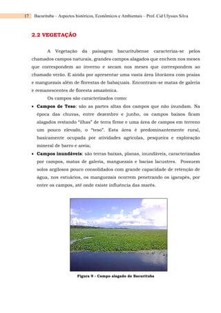 17 Bacurituba – Aspectos históricos, Econômicos e Ambientais – Prof. Cid Ulysses Silva
2.2 VEGETAÇÃO
A Vegetação da paisagem bacuritubense caracteriza-se pelos
chamados campos naturais, grandes campos alagados que enchem nos meses
que correspondem ao inverno e secam nos meses que correspondem ao
chamado verão. E ainda por apresentar uma vasta área litorânea com praias
e manguezais além de florestas de babaçuais. Encontram-se matas de galeria
e remanescentes de floresta amazônica.
Os campos são caracterizados como:
 Campos de Teso: são as partes altas dos campos que não inundam. Na
época das chuvas, entre dezembro e junho, os campos baixos ficam
alagados restando “ilhas” de terra firme e uma área de campos em terreno
um pouco elevado, o “teso”. Esta área é predominantemente rural,
basicamente ocupada por atividades agrícolas, pesqueira e exploração
mineral de barro e areia;
 Campos inundáveis: são terras baixas, planas, inundáveis, caracterizadas
por campos, matas de galeria, manguezais e bacias lacustres. Possuem
solos argilosos pouco consolidados com grande capacidade de retenção de
água, nos estuários, os manguezais ocorrem penetrando os igarapés, por
entre os campos, até onde existe influência das marés.
Figura 9 - Campo alagado de Bacurituba
 