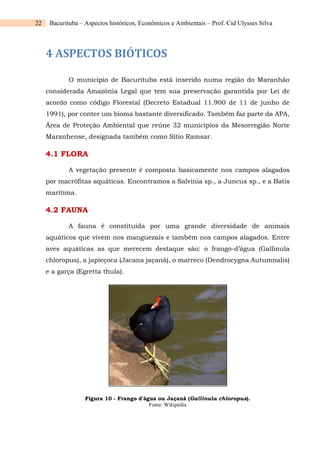22 Bacurituba – Aspectos históricos, Econômicos e Ambientais – Prof. Cid Ulysses Silva
4 ASPECTOS BIÓTICOS
O município de Bacurituba está inserido numa região do Maranhão
considerada Amazônia Legal que tem sua preservação garantida por Lei de
acordo como código Florestal (Decreto Estadual 11.900 de 11 de junho de
1991), por conter um bioma bastante diversificado. Também faz parte da APA,
Área de Proteção Ambiental que reúne 32 municípios da Mesorregião Norte
Maranhense, designada também como Sítio Ramsar.
4.1 FLORA
A vegetação presente é composta basicamente nos campos alagados
por macrófitas aquáticas. Encontramos a Salvinia sp., a Juncus sp., e a Batis
marítima.
4.2 FAUNA
A fauna é constituída por uma grande diversidade de animais
aquáticos que vivem nos manguezais e também nos campos alagados. Entre
aves aquáticas as que merecem destaque são: o frango-d’água (Gallinula
chloropus), a japieçoca (Jacana jaçanã), o marreco (Dendrocygna Autumnalis)
e a garça (Egretta thula).
Figura 10 - Frango d'água ou Jaçanã (Gallinula chloropus).
Fonte: Wikipédia
 