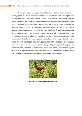23 Bacurituba – Aspectos históricos, Econômicos e Ambientais – Prof. Cid Ulysses Silva
O frango-d’água na região bacuritubense é popularmente conhecido
como jaçanã, ele mede aproximadamente 37 cm de comprimento. Apresenta
um escudo facial vermelho, faixas brancas nos flancos, plumagem negra e
patas amarelas. Os imaturos são castanho-escuros com abdome mais claro,
sem o escudo facial vermelho. Alimenta-se de uma grande variedade de
material vegetal, além de pequenos animais aquáticos. Frequenta lagos,
lagoas, canais, pântanos e também lagunas salobras. É uma ave migratória,
deslocando-se para o norte durante o inverno austral. O ninho é uma cesta
coberta construída no chão em vegetação densa. A fêmea deposita entre oito
e doze ovos. Pode haver uma segunda ninhada no ano, composta entre cinco
e oito ovos. A incubação dura aproximadamente três semanas e é realizada
por ambos os pais. Por muito tempo o frango-d’água ou jaçanã fez parte da
culinária local, servindo também como presa fácil pelos caçadores da região.
Atualmente o poder público vem tentando coibir o comércio e a venda desta
ave temendo pelo desaparecimento da espécie na nossa região.
Figura 11 – Japieçoca (Jacana Jacana)
 