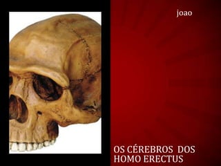 OS CÉREBROS DOS
HOMO ERECTUS
joao
 