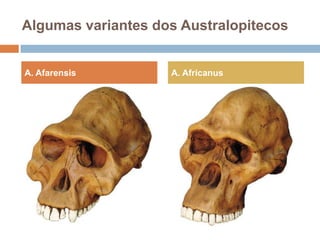 Algumas variantes dos Australopitecos

A. Afarensis

A. Africanus

 