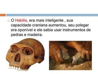 

O Habilis, era mais inteligente , sua
capacidade craniana aumentou, seu polegar
era oponível e ele sabia usar instrumentos de
pedras e madeira.

 