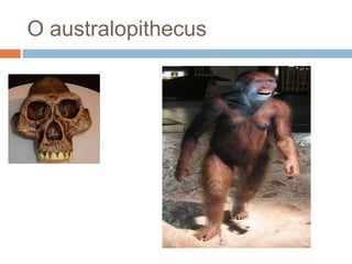 O australopithecus

 