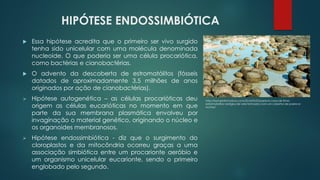HIPÓTESE ENDOSSIMBIÓTICA
 Essa hipótese acredita que o primeiro ser vivo surgido
tenha sido unicelular com uma molécula denominada
nucleoide. O que poderia ser uma célula procariótica,
como bactérias e cianobactérias.
 O advento da descoberta de estromatólitos (fósseis
datados de aproximadamente 3,5 milhões de anos
originados por ação de cianobactérias).
➢ Hipótese autogenética – as células procarióticas deu
origem as células eucarióticas no momento em que
parte da sua membrana plasmática envolveu por
invaginação o material genético, originando o núcleo e
os organoides membranosos.
➢ Hipótese endossimbiótica - diz que o surgimento do
cloroplastos e da mitocôndria ocorreu graças a uma
associação simbiótica entre um procarionte aeróbio e
um organismo unicelular eucarionte, sendo o primeiro
englobado pelo segundo.
http://bomjardimnoticia.com/2016/03/23/parece-coisa-de-filme-
estromatolitos-vestigios-de-vida-formados-com-um-cobertor-de-poeira-e-
rochas/
 