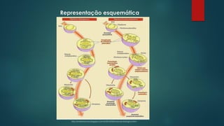 Representação esquemática
http://marianavcruz.blogspot.com.br/2014/02/evolucao-biologica.html
 