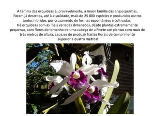 A família das orquídeas é, provavelmente, a maior família das angiospermas. 
Foram já descritas, até à atualidade, mais de 25 000 espécies e produzidos outros 
tantos híbridos, por cruzamento de formas espontâneas e cultivadas. 
Há orquídeas com as mais variadas dimensões, desde plantas extremamente 
pequenas, com flores do tamanho de uma cabeça de alfinete até plantas com mais de 
três metros de altura, capazes de produzir hastes florais de comprimento 
superior a quatro metros! 
