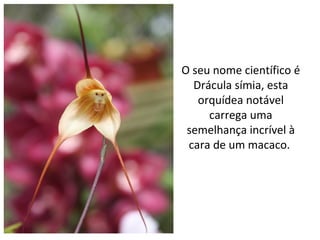 O seu nome científico é 
Drácula símia, esta 
orquídea notável 
carrega uma 
semelhança incrível à 
cara de um macaco. 
 
