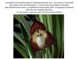 A orquídea só foi denominada em 1978 pelo botânico Luer, mas está em uma família 
que contém mais de 120 espécies, a maior parte encontradas no Equador. 
Nas montanhas de nuvem, a orquídea de macaco pode florir em qualquer momento 
não é de uma estação específica. 
E o seu aroma, parece-se com o de uma laranja madura. 
 