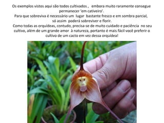 Os exemplos vistos aqui são todos cultivados , embora muito raramente consegue 
permanecer ‘em cativeiro'. 
Para que sobreviva é necessário um lugar bastante fresco e em sombra parcial, 
só assim poderá sobreviver e florir. 
Como todas as orquídeas, contudo, precisa-se de muito cuidado e paciência no seu 
cultivo, além de um grande amor à natureza, portanto é mais fácil você preferir o 
cultivo de um cacto em vez dessa orquídea! 
 