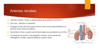 Arterias renales:
 Arterias renales: nacen a ambos lados de la aorta a nivel de L1.
 Son dos : derecha e izquierda.
 Al llegar al hilio del riñon pasa entre la vena renal (esta delante) y la
pelvios renal (esta por detrás).
 Se divide en tres o cuatro ramas terminales que penetran en el riñon.
 Su trayecto da ramos a los ganglios vecions, a los pilares del
diafragama. Ureter, capsula adiposa y pelvis renal.
 