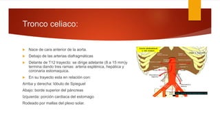 Tronco celiaco:
 Nace de cara anterior de la aorta.
 Debajo de las arterias diafragmáticas
 Delante de T12 trayecto: se dirige adelante (8 a 15 mm)y
termina dando tres ramas: arteria esplénica, hepática y
coronaria estomaquica.
 En su trayecto esta en relación con:
Arriba y derecha: lóbulo de Spieguel
Abajo: borde superior del páncreas
Izquierda: porción cardiaca del estomago
Rodeado por mallas del plexo solar.
 