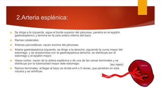 2.Arteria esplénica:
 Se dirige a la izquierda, sigue el borde superior del páncreas, penetra en el epiplón
gastroesplenico y termina en la cara antero interna del bazo.
 Ramas colaterales:
 Arterias pancreáticas: nacen encima del páncreas.
 Arteria gastroepiploica izquierda: se dirige a la derecha, siguiendo la curva mayor del
estomago, y se anastomosa con la gastroepiploica derecha, se distribuye por el
estomago y el epiplón mayor.
 Vasos cortos: nacen de la arteria esplénica o de una de las ramas terminales y se
distribuye por la tuberosidad mayor dele estomago.
 Ramos terminales: al llegar al bazo se divide en4 o 5 ramas, que penetran en esta
víscera y se ramifican.
 