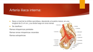 Arteria iliaca interna:
 Nace a nivel de la sínfisis sacroiliaca, desciende a la pelvis menor, en una
longitud de 2 a 4 cm, y se divide luego en once ramas.
 Se clasifican :
Ramas intrapelvicas parietales
Ramas ramas intrapelvicas viscerales
Ramas extrapelvicas
 