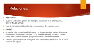Relaciones:
 Posteriores:
 Cuerpos vertebrales pilares del diafragma separados de la arteria por LA
CISTERNA DE QUILO.
 Lateral: troncos simpáticos lumbares, inserciones del musculo psoas
 Lateral:
 izquierda: pilar izquierdo del diafragma, nervios esplácnicos, origen de la vena
hemiacigos. Glándula suprarrenal y polo superior del riñón izquierdo. Uréter
vasos testiculares o ováricos, ganglios linfáticos lumbares izquierdos.
 Derecha: pilar derecho del diafragma, vena cava inferior separadas por el lóbulo
caudado del hígado.
 