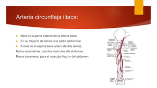 Arteria circunfleja iliaca:
 Nace en la parte externa de la arteria iliaca.
 En su trayecto da ramos a la pared abdominal.
 A nivel de la espina iliaca antero da dos ramas:
Rama ascendente: para los músculos del abdomen
Rama transversa: para el musculo iliaco y del abdomen.
 
