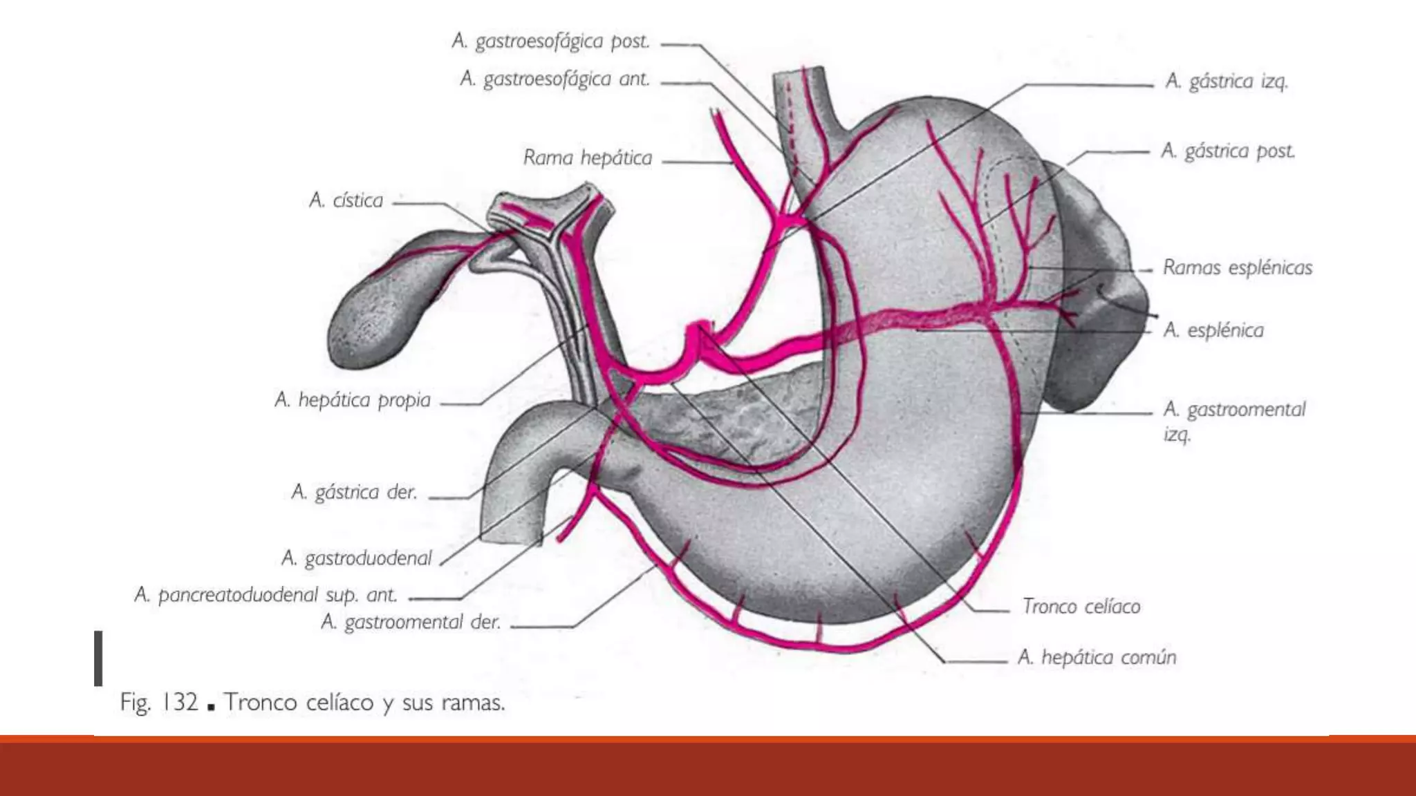 Anatomia aorta abdominal | PPT