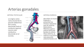 Arterias gonadales
ARTERIA TESTICULAR
se origina como
rama visceral de la
porción abdominal
de la aorta,
desciende hasta el
conducto inguinal,
recorre este
conducto y
desciende en el
escroto.
ARTERIA OVÁRICA
describen el mismo
trayecto y
presentan las
mismas relaciones
que las arterias
testiculares,
Mientras que la
arteria testicular
bordea la arteria
ilíaca externa, la
ovárica cruza dicho
vaso pasando
anteriormente a él.
 