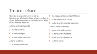 Tronco celiaco
Nace de la cara anterior de la aorta,
ligeramente a la izquierda de la línea media a la
altura de la duodécima vertebra torácica, Mide
de 1 a 3 cm de longitud
Arteria gástrica izquierda
1. Rama hepática
2. Rama esofágica
3. Rama fundica anterior
Arteria esplénica
1. Ramas pancreticas
2. Ramas para los nódulos linfáticos
3. Arterias gástricas cortas
4. Arteria gastroomental izquierda
Arteria hepática común
1. Arteria hepática propia
2. Arteria gastroduodenal
3. Arteria gástrica derecha
4. Arteria cistica
 
