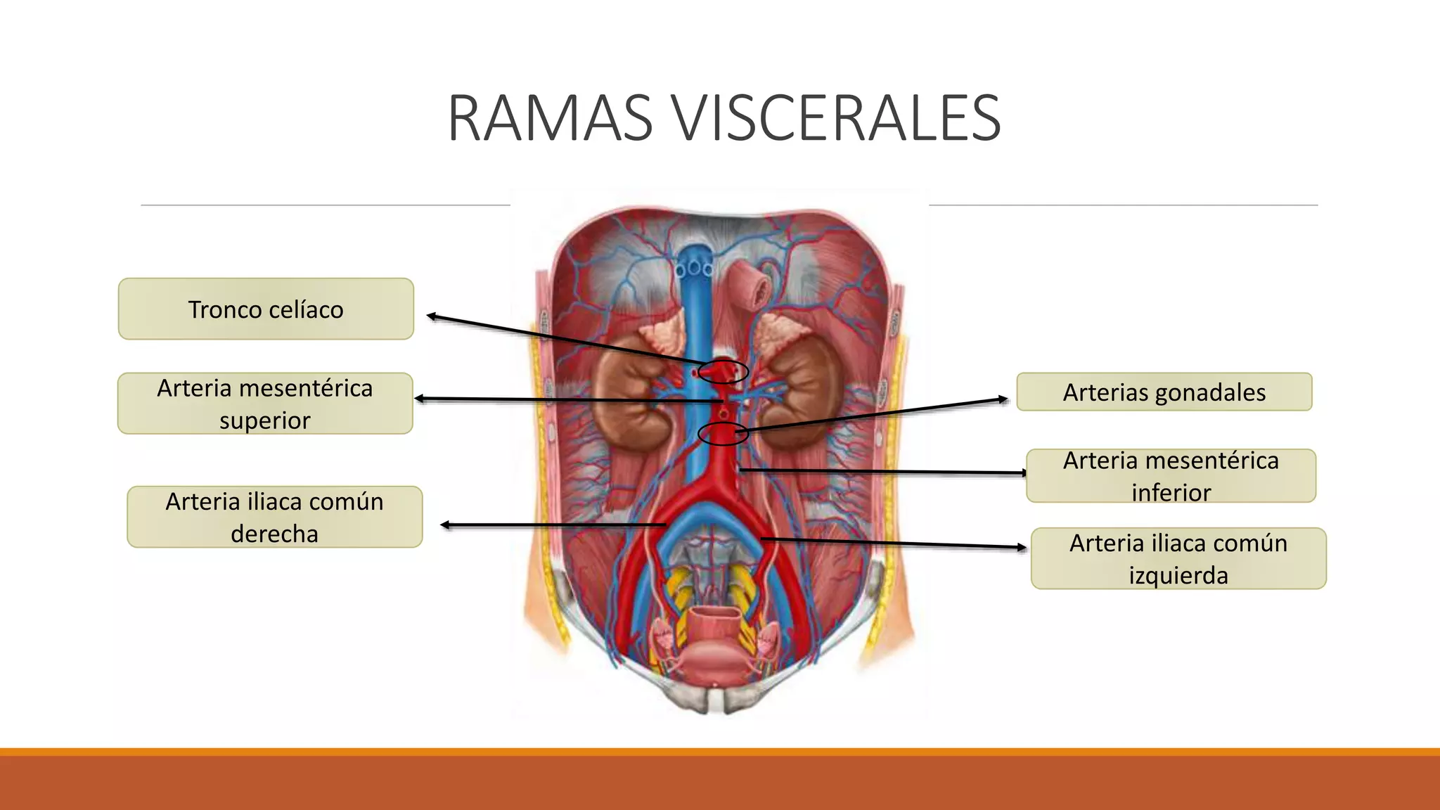 Aorta abdominal | PPT