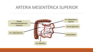 Aorta abdominal | PPTX