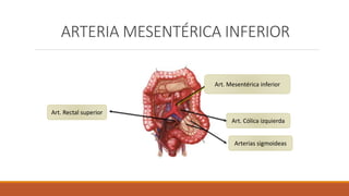 Aorta abdominal | PPTX